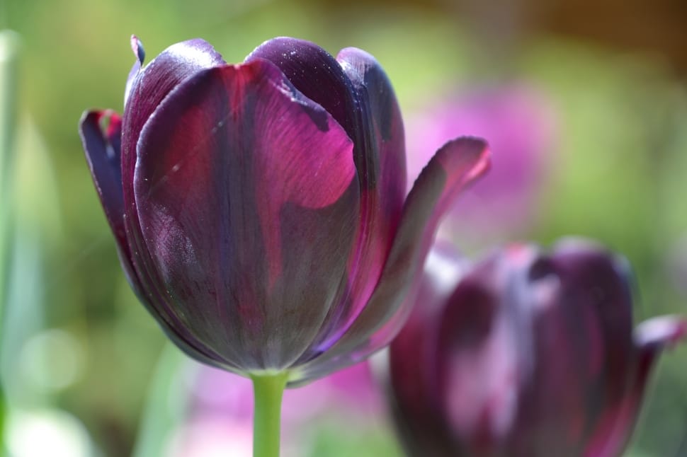 purple tulip flower preview