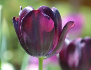 purple tulip flower thumbnail