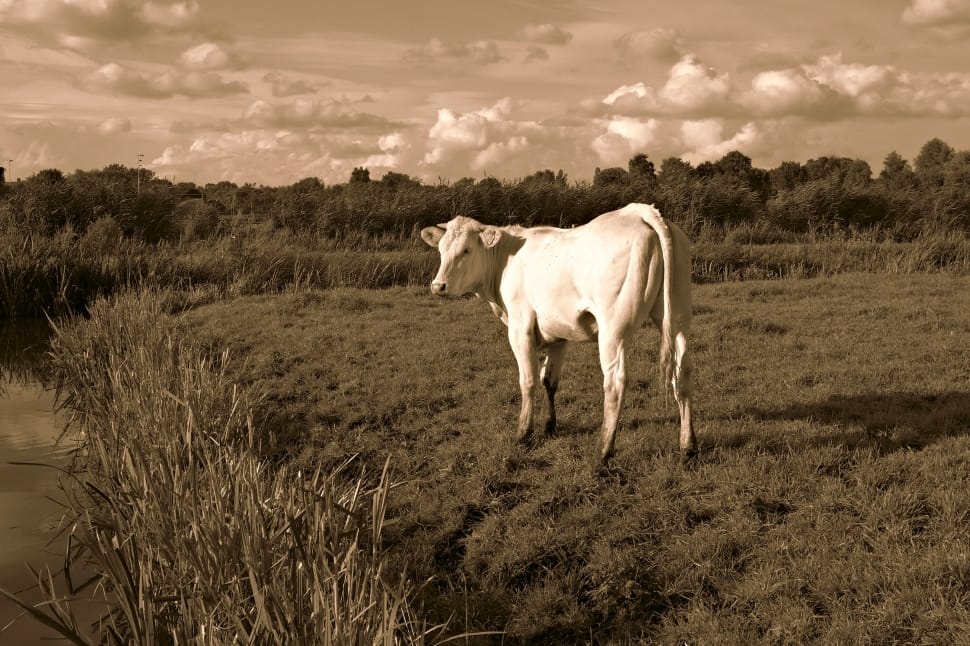 grayscale photo of cow on grass field during daytime preview