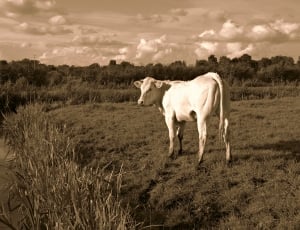 grayscale photo of cow on grass field during daytime thumbnail