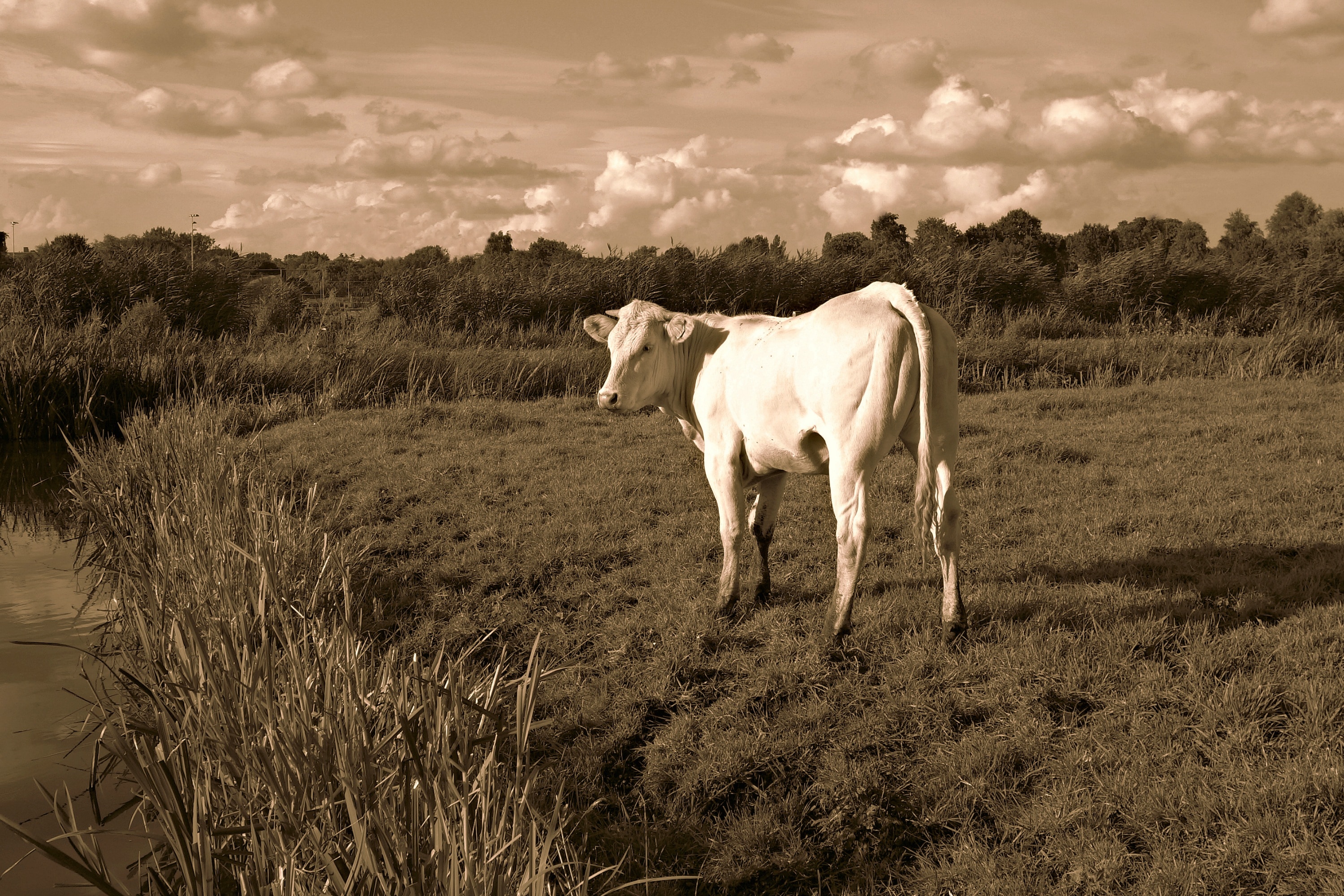 grayscale photo of cow on grass field during daytime