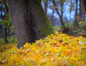 Nature, Maple, Foliage, Tree, Autumn, tree, nature thumbnail