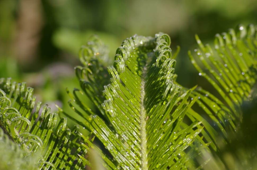 sago leaf plant preview