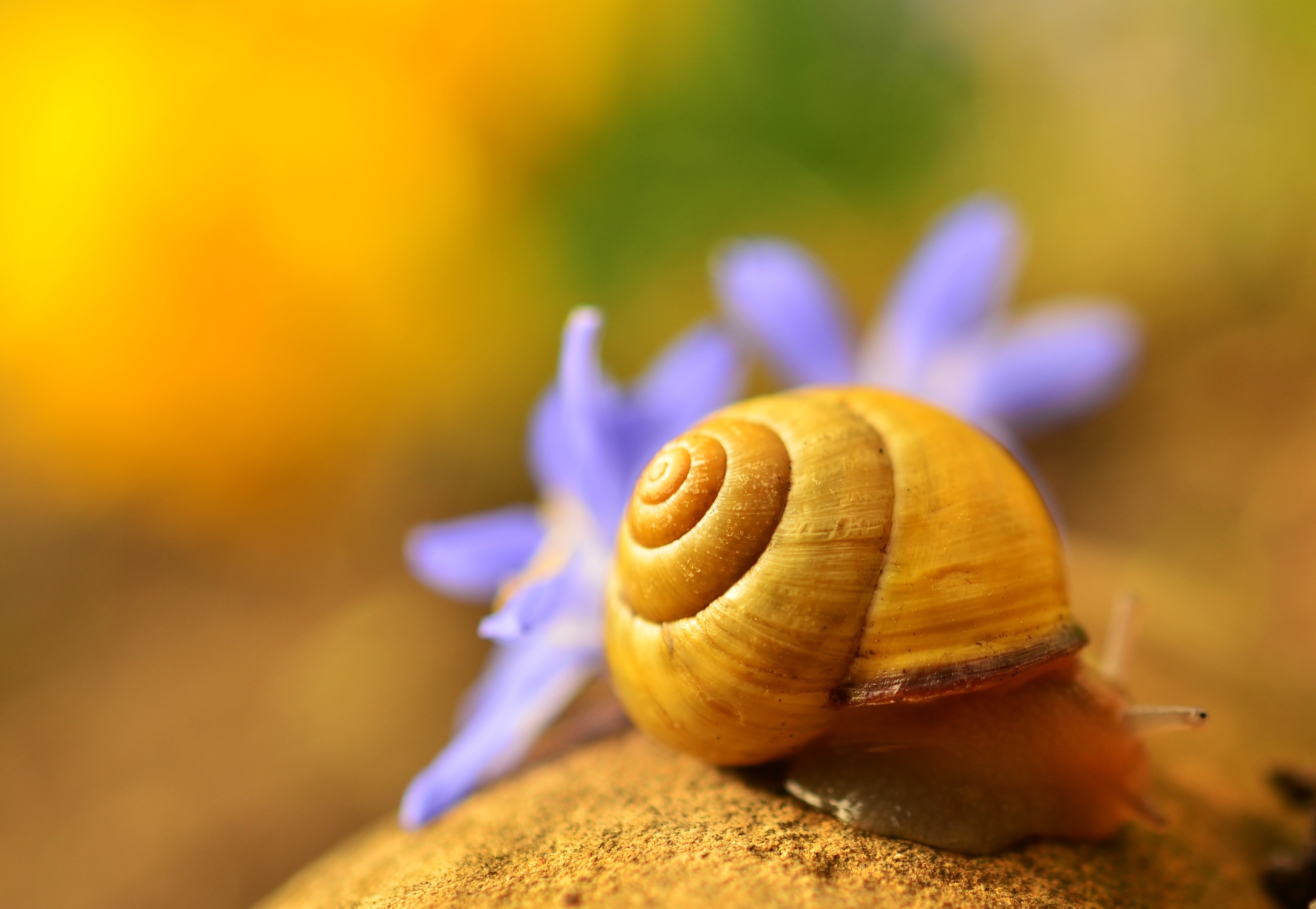 beige snail