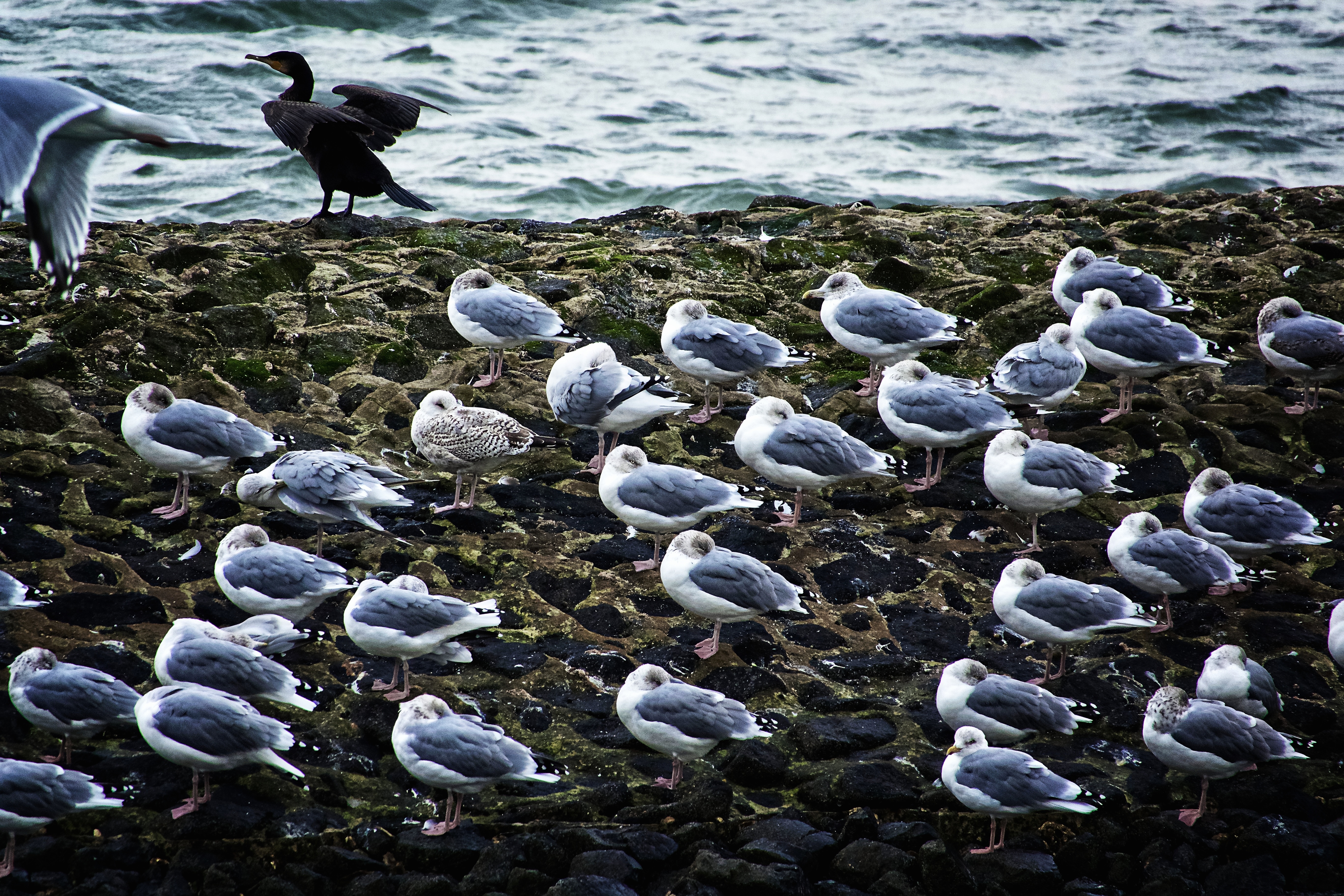 group of seagull