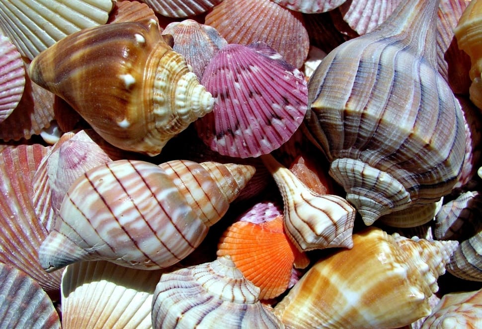 Shell, Marine, Rear, animal shell, seashell preview