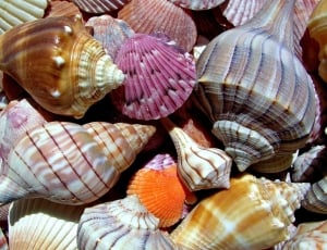 Shell, Marine, Rear, animal shell, seashell thumbnail