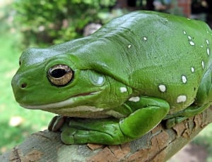 green toad thumbnail