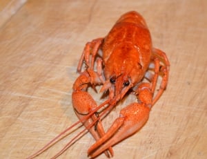 cooked lobster thumbnail