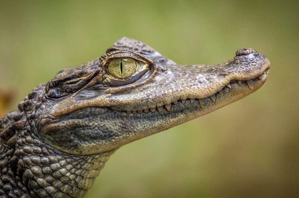 crocodile image preview