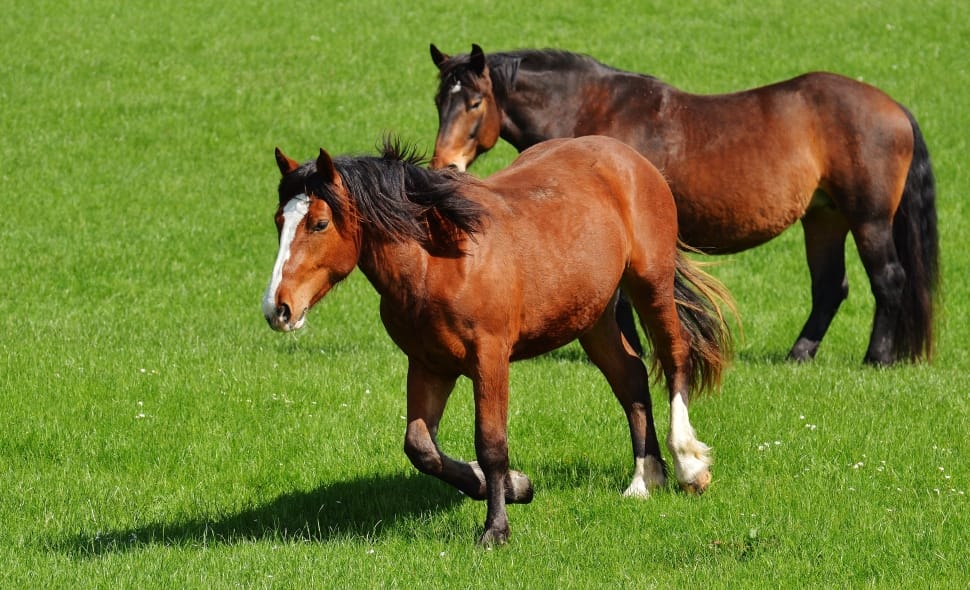 two brown horse on green grass field during daytime preview