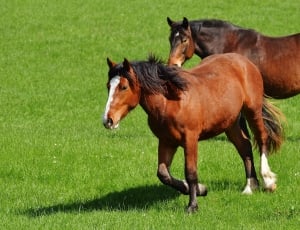 two brown horse on green grass field during daytime thumbnail