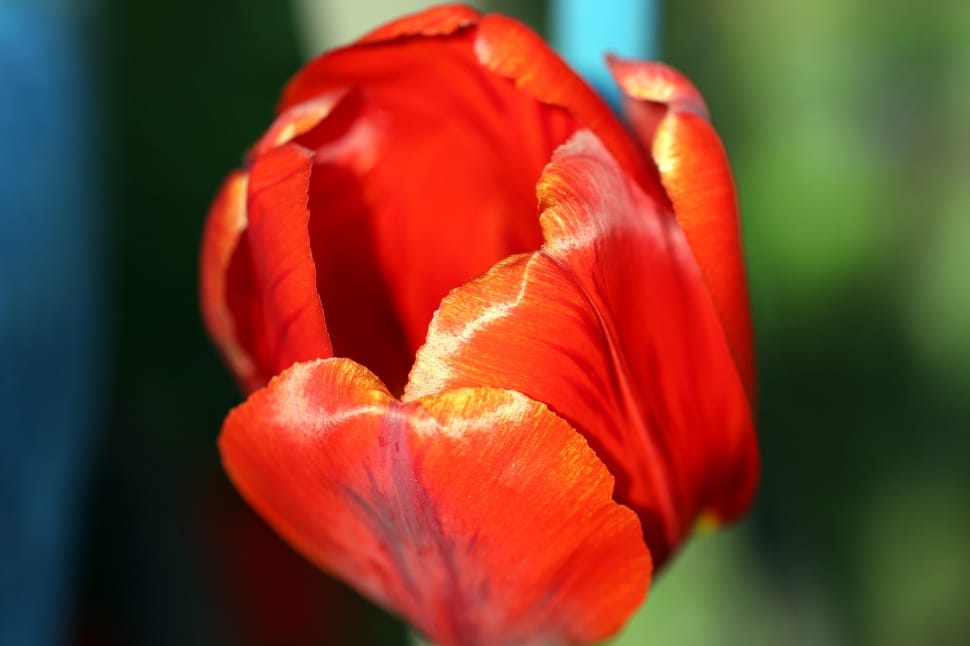 red clustered petal flower preview