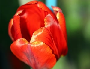 red clustered petal flower thumbnail