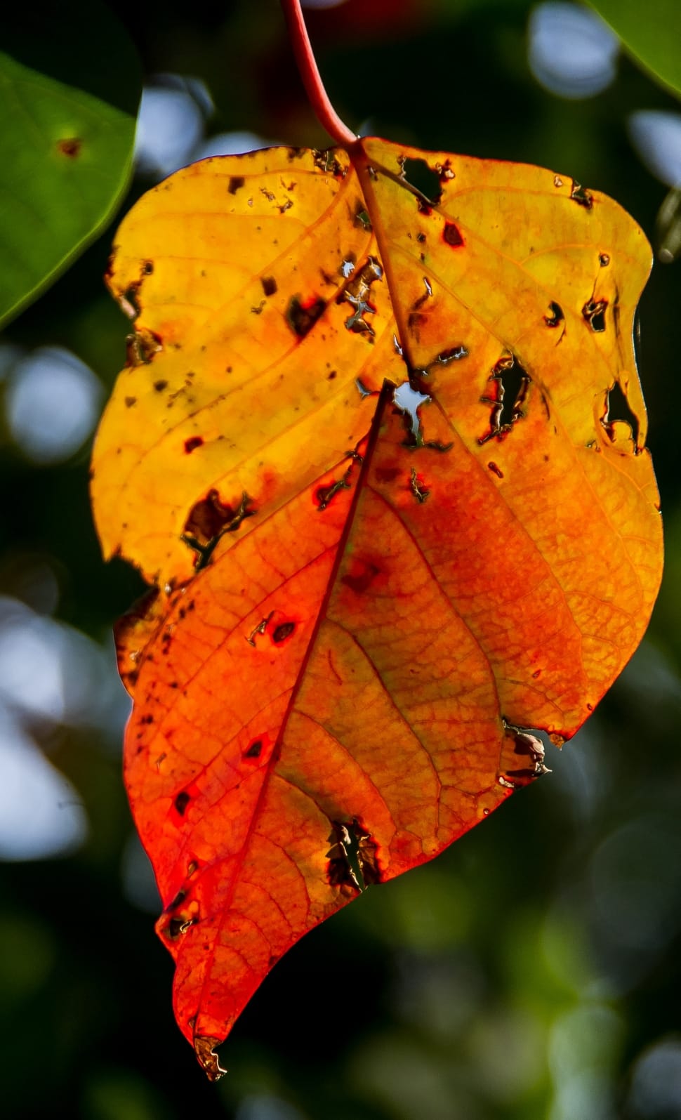 Bleeding Heart Tree, Leaf, leaf, autumn preview
