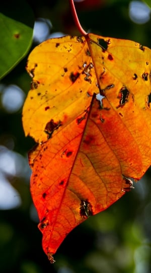 Bleeding Heart Tree, Leaf, leaf, autumn thumbnail