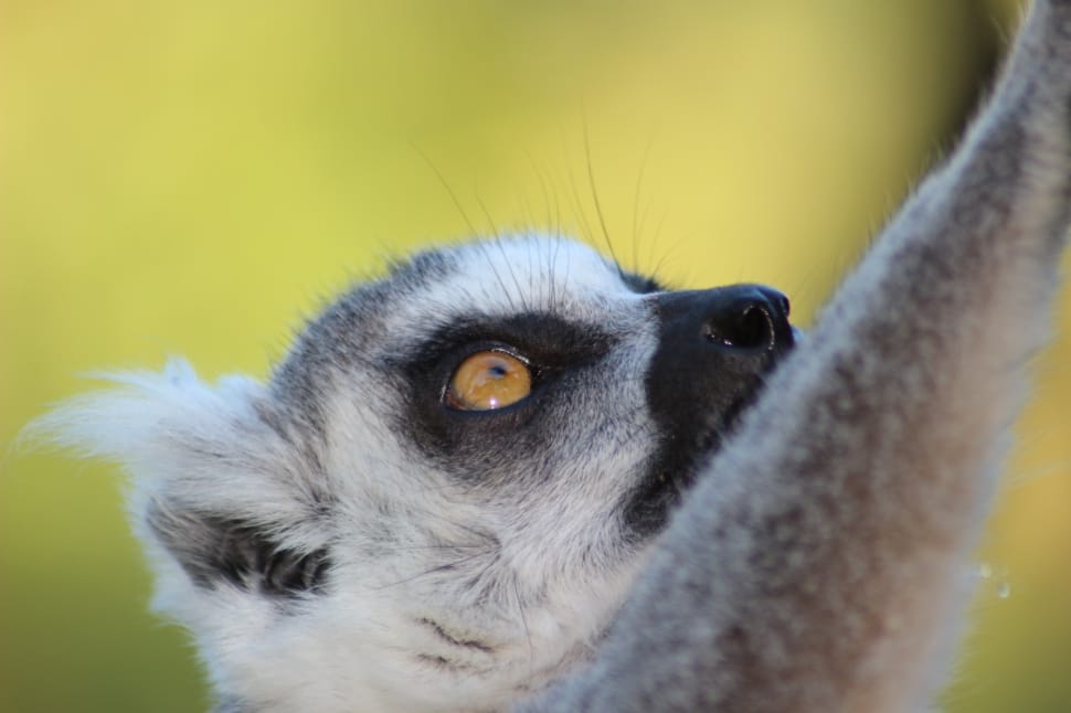 ringtail lemur preview