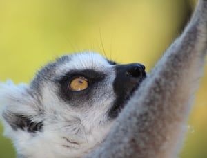 ringtail lemur thumbnail