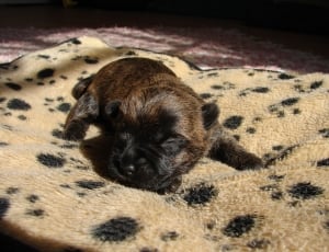 black and brown newborn puppy in beige and black textile thumbnail