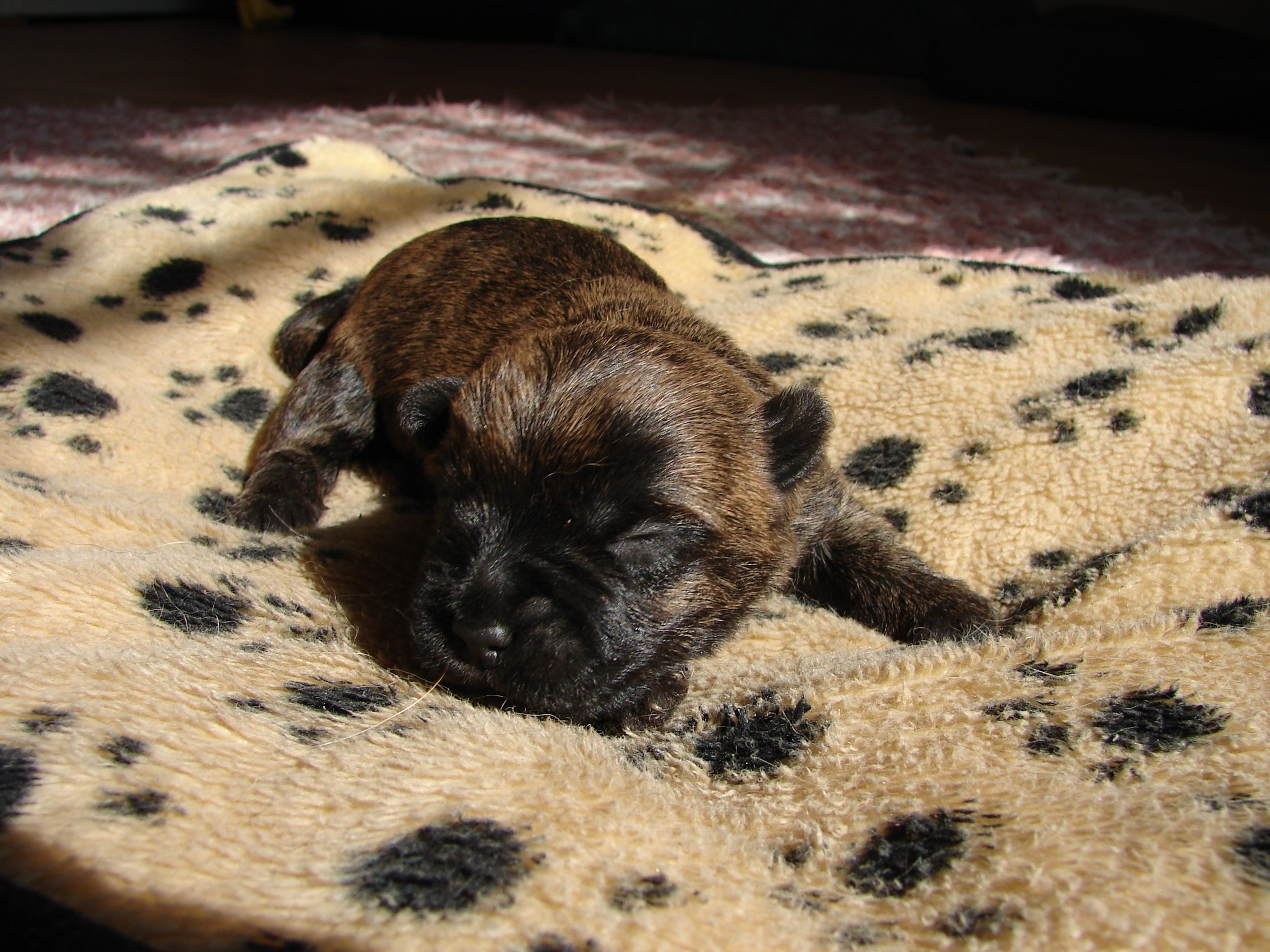 black and brown newborn puppy in beige and black textile