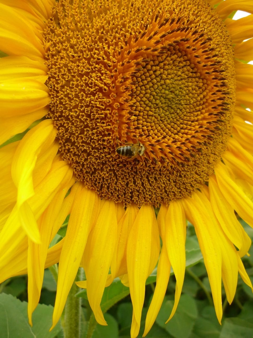 sunflower with bee preview