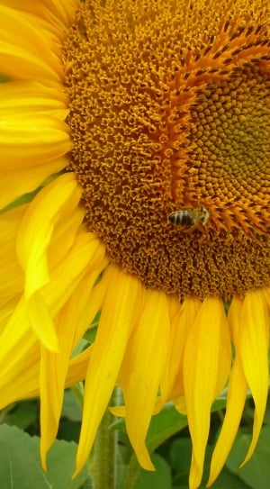 sunflower with bee thumbnail