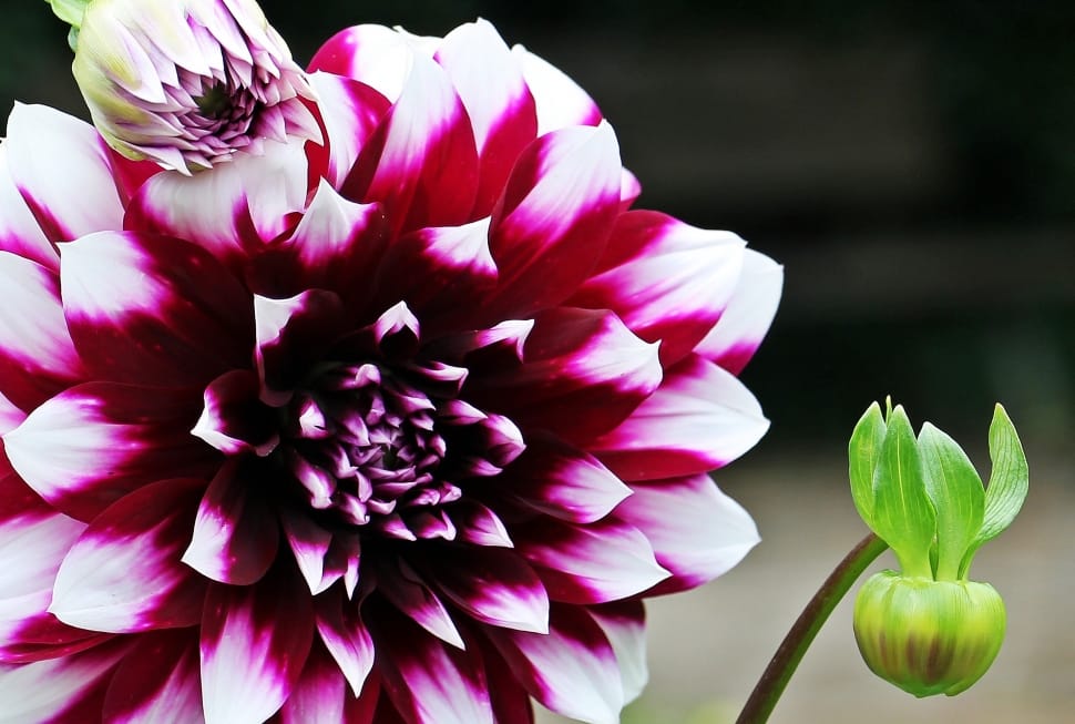 pink and white chrysanthemum preview