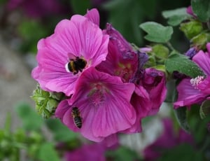 bumble bees on purple petaled flower thumbnail