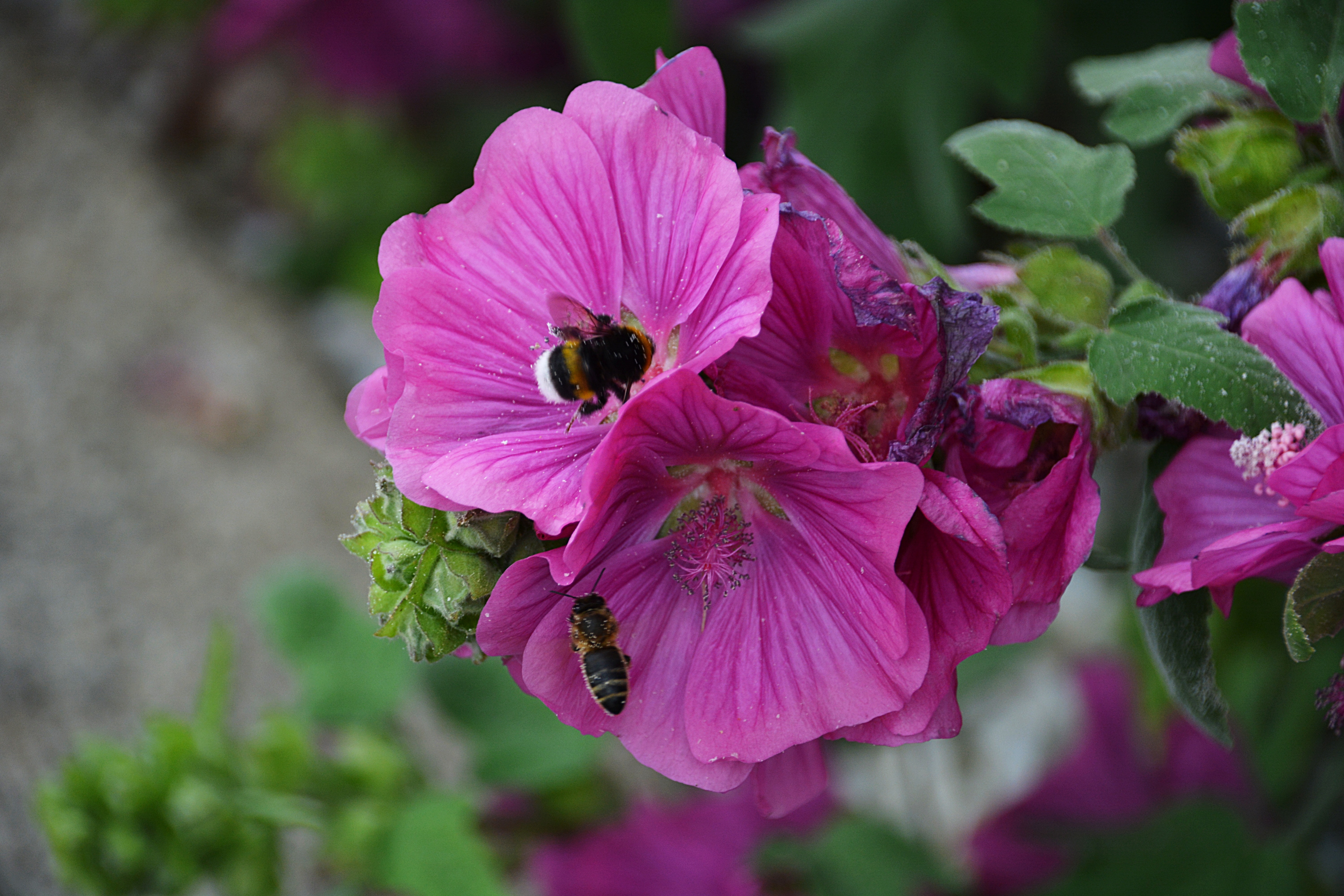bumble bees on purple petaled flower