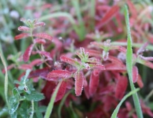 Water, Meadow, Red, Drip, Nature, Green, plant, growth thumbnail