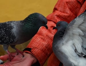 2 pigeons thumbnail
