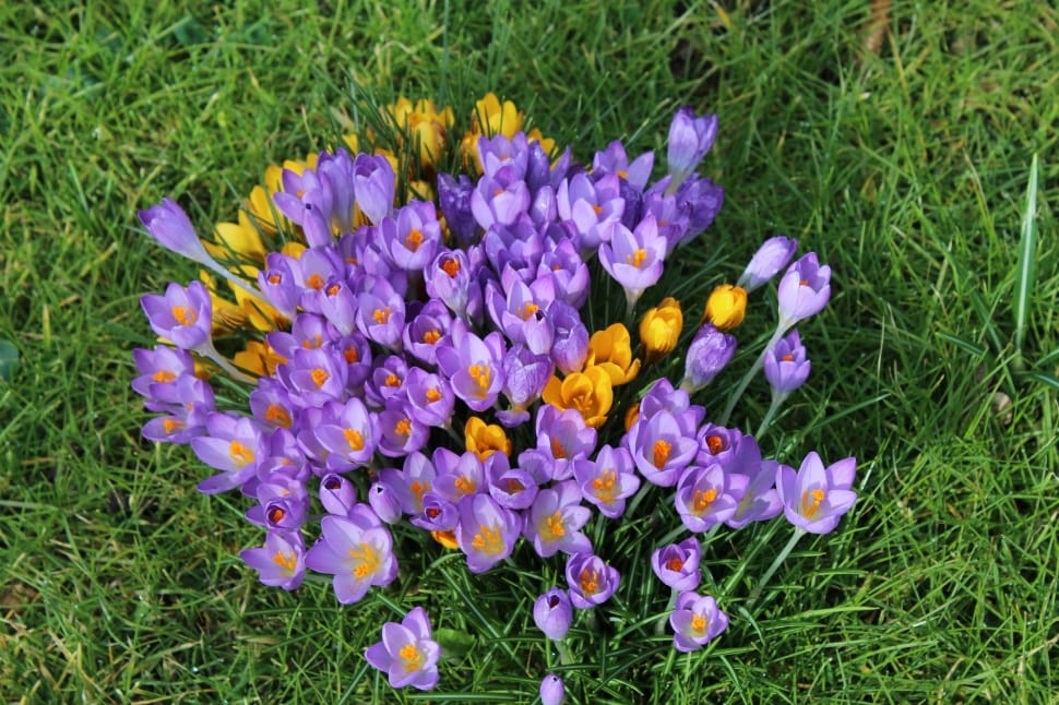purple and yellow crocuses preview