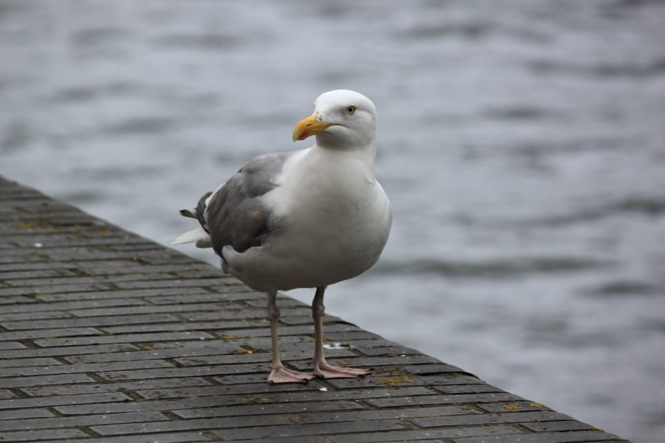 white and gray duck preview
