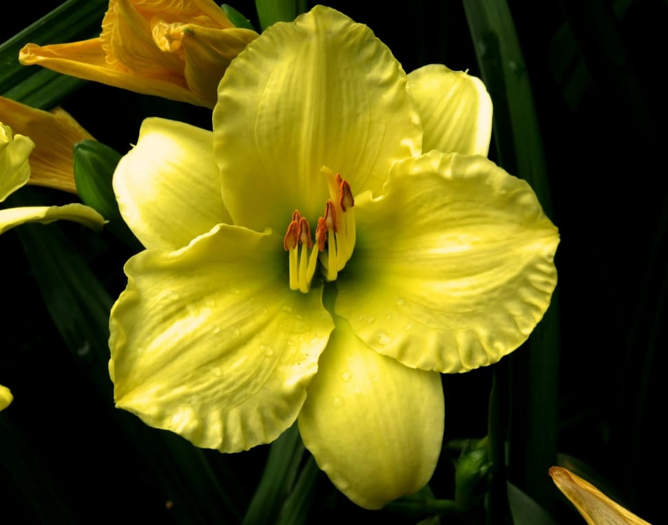 Yellow Flower, Garden Flower, Wet Flower, flower, yellow preview