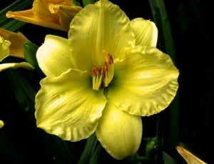 Yellow Flower, Garden Flower, Wet Flower, flower, yellow thumbnail