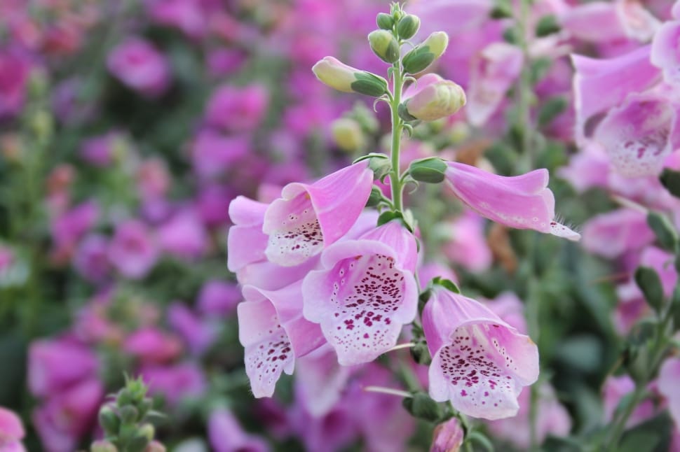 Plant, Pink, Foxglove, Flower, Nature, pink color, plant preview