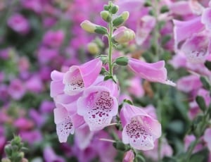 Plant, Pink, Foxglove, Flower, Nature, pink color, plant thumbnail