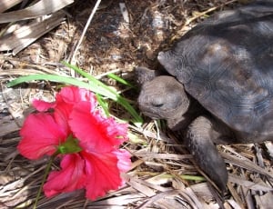 Turtle, Box Turtle, Land Turtle, Animal, one animal, flower thumbnail
