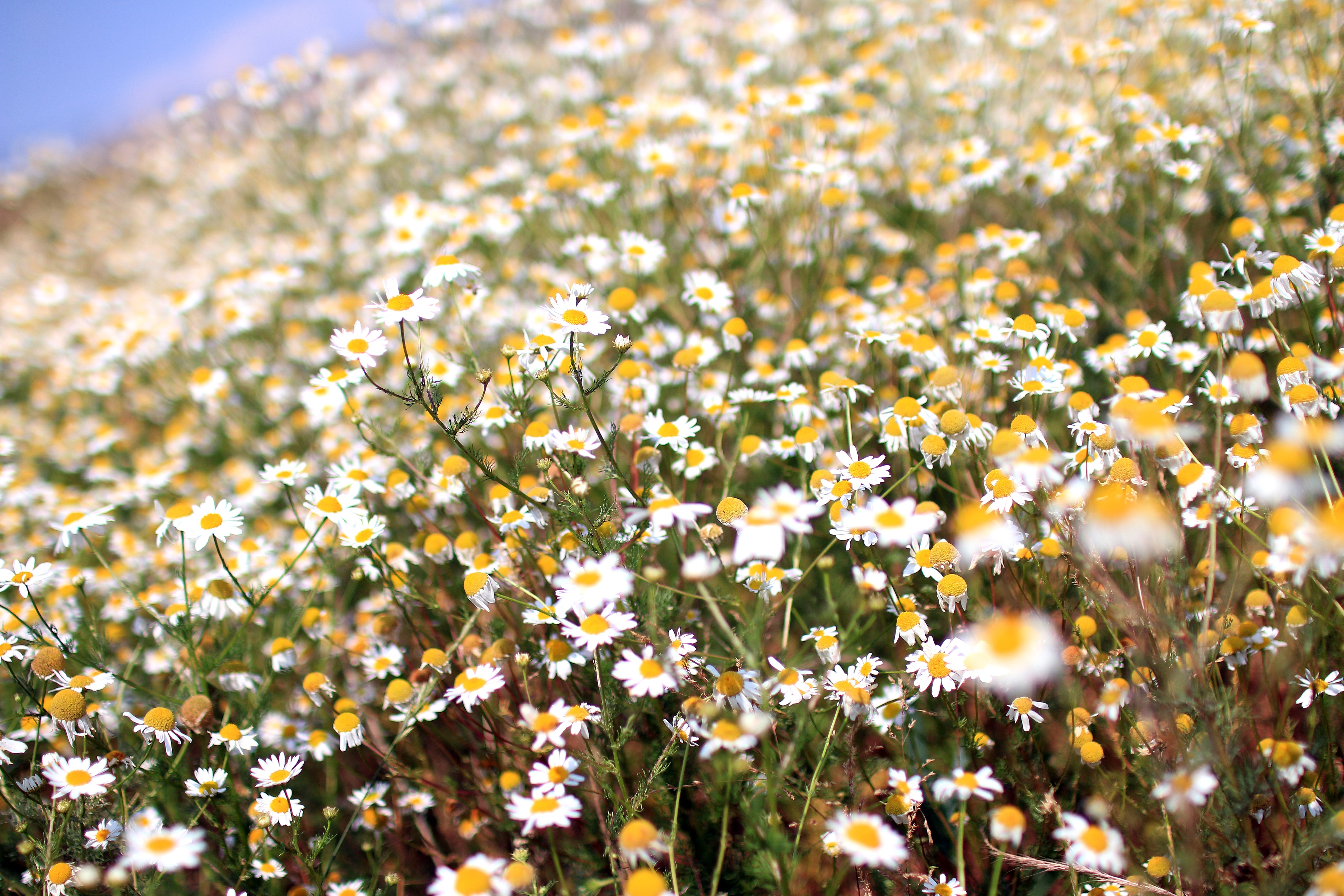 white and yellow flowers in the garden