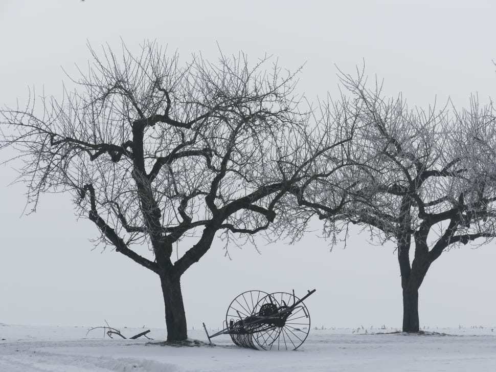Snow, Trees, Winter, Kahl, Still Life, tree, bare tree preview
