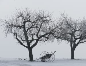 Snow, Trees, Winter, Kahl, Still Life, tree, bare tree thumbnail