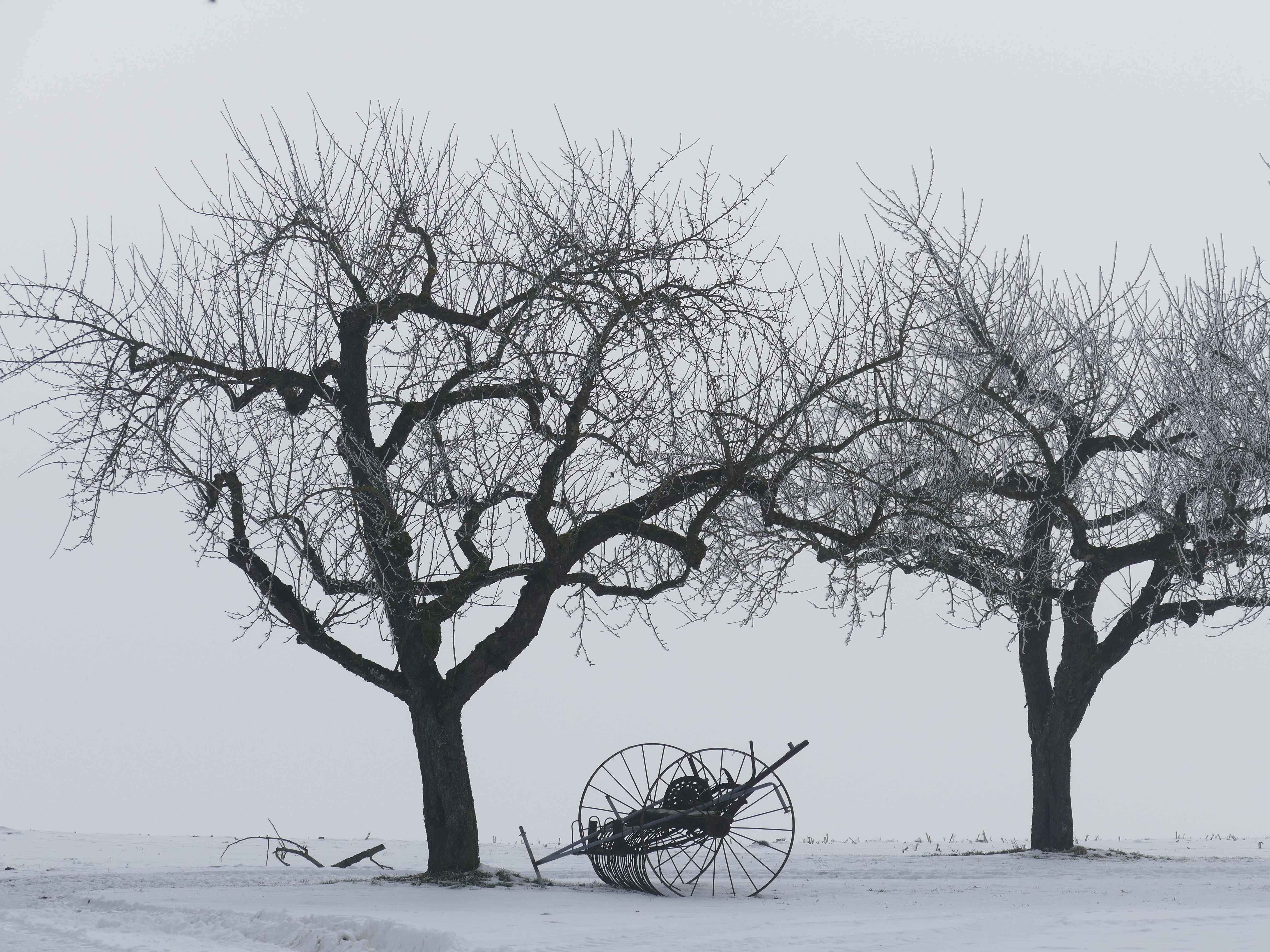 Snow, Trees, Winter, Kahl, Still Life, tree, bare tree