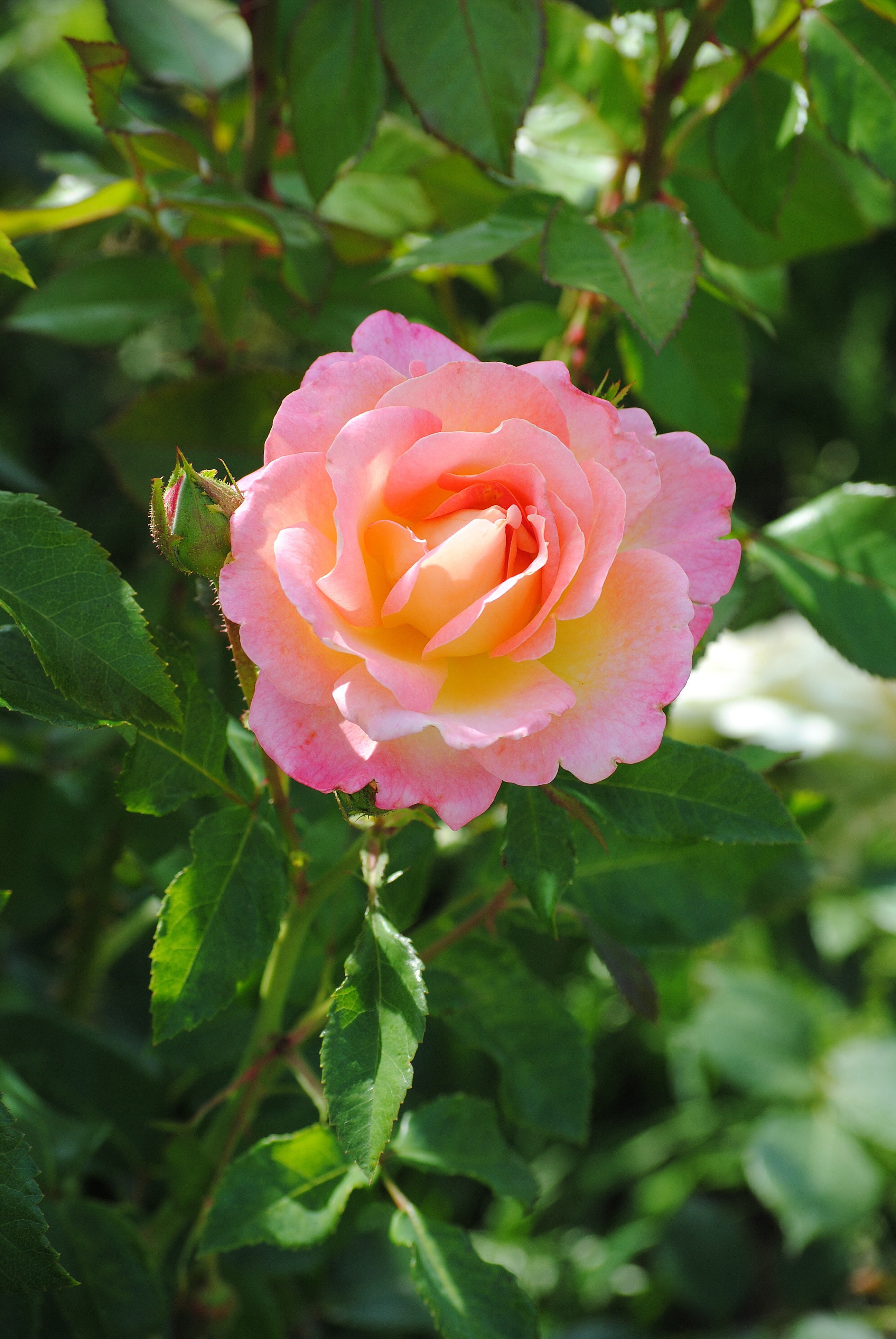 pink and yellow rose