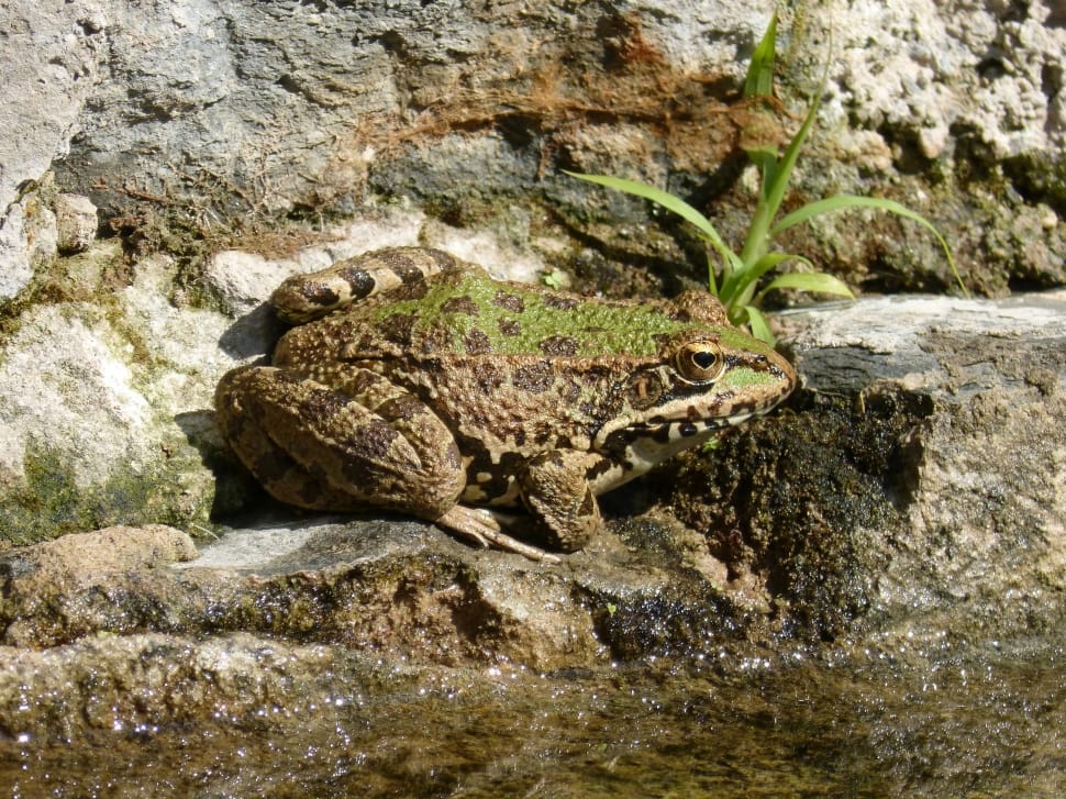 green and brown spotted frog preview