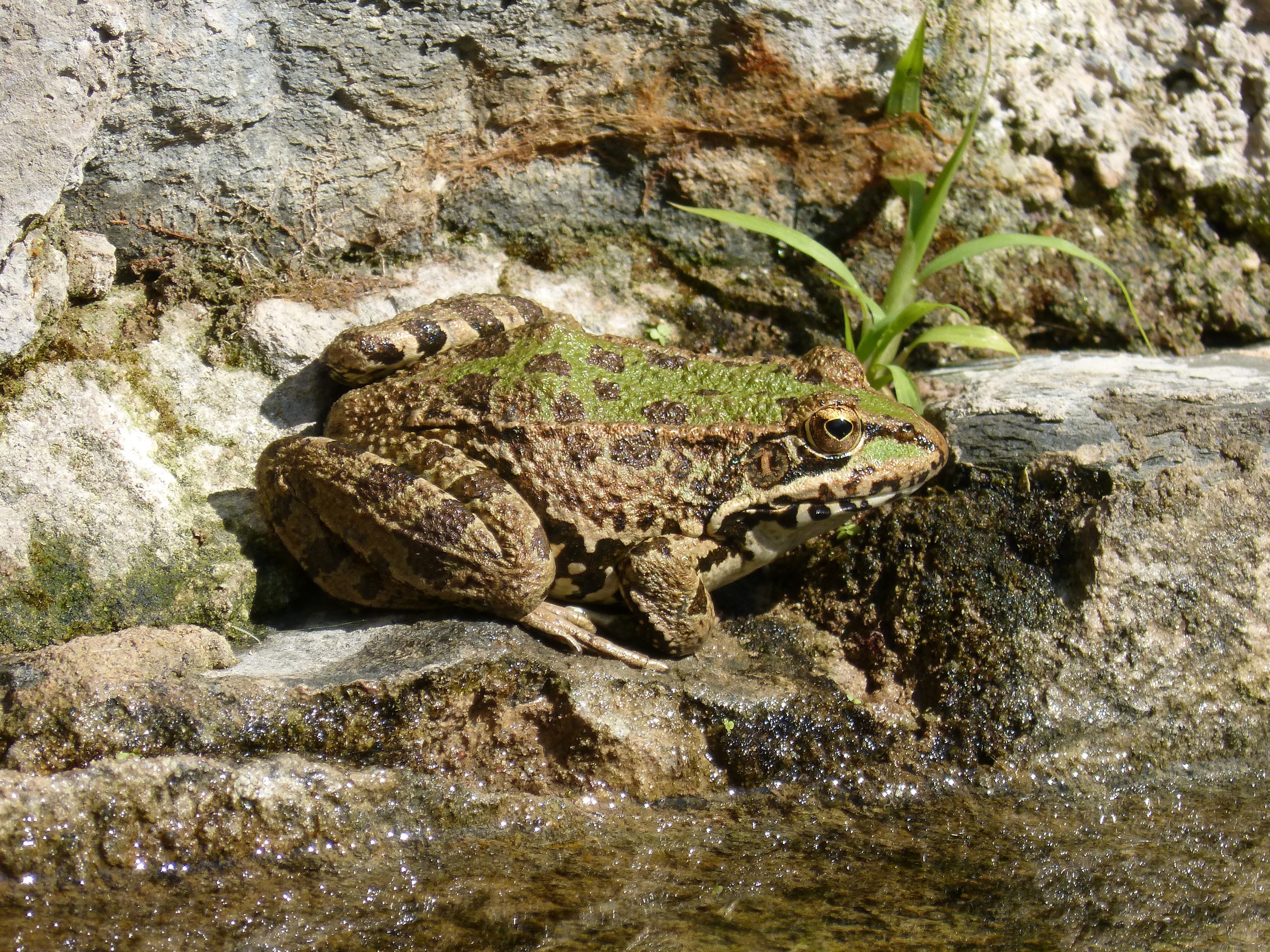 green and brown spotted frog