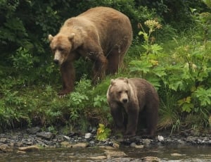 2 brown bears thumbnail