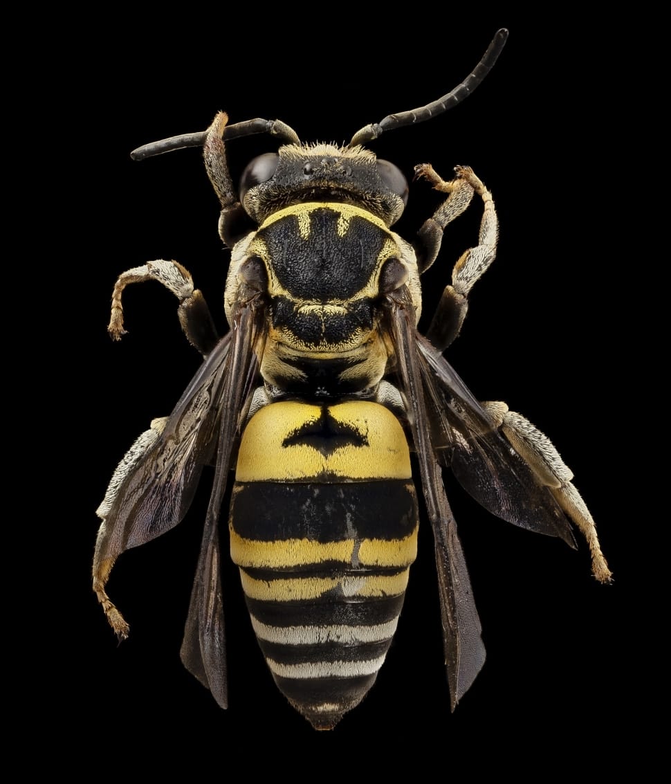 black and yellow hornet preview