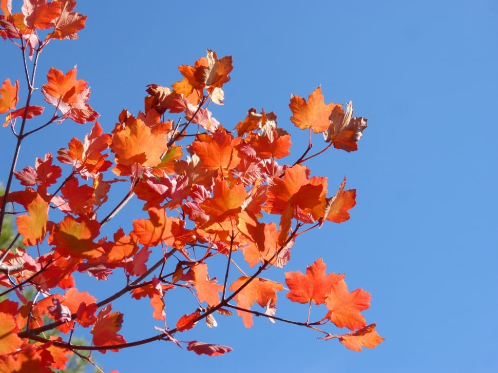 Red Leaves, Sky, Sycamore, Autumn, autumn, blue preview
