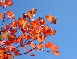 Red Leaves, Sky, Sycamore, Autumn, autumn, blue thumbnail