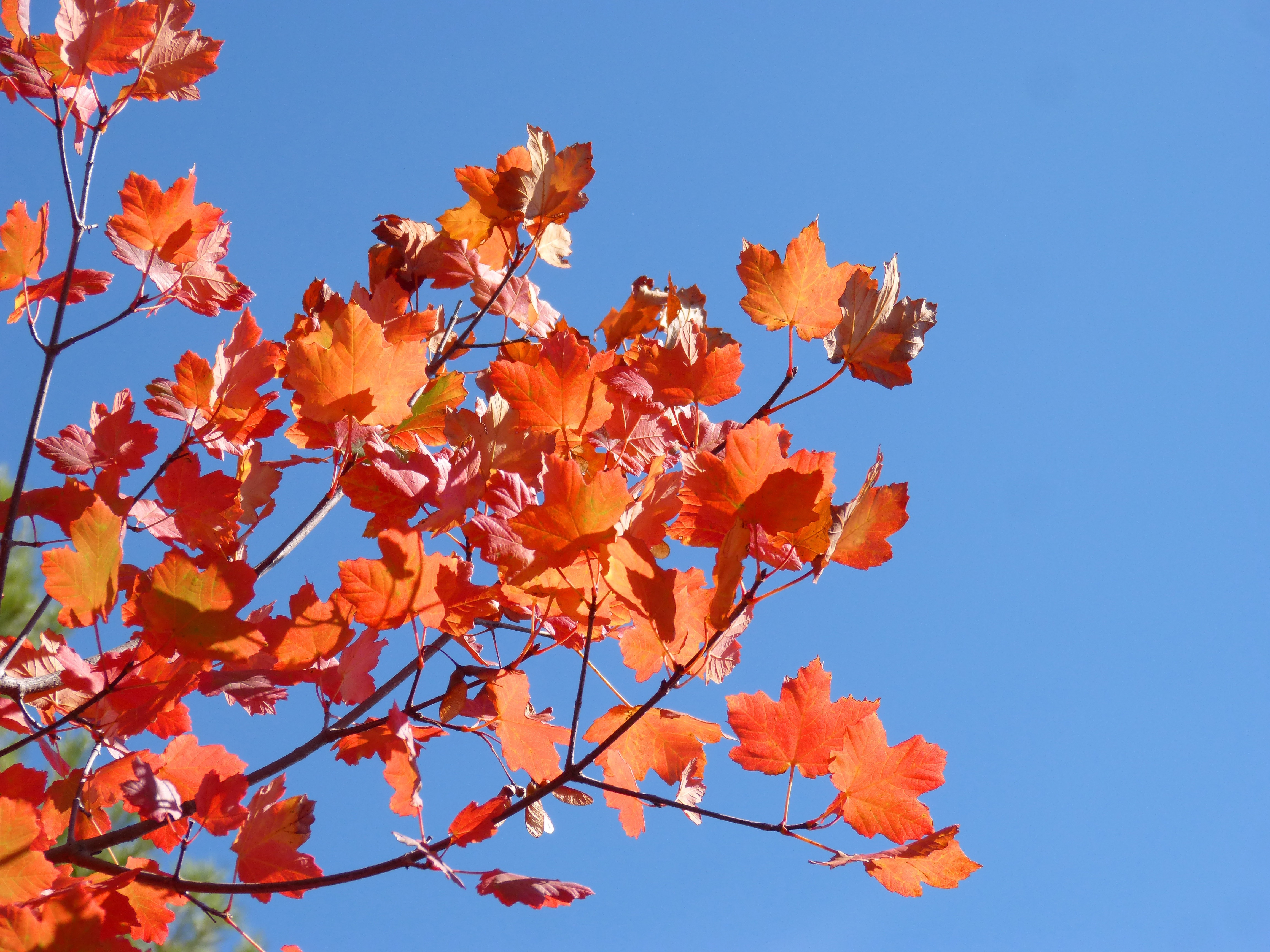 Red Leaves, Sky, Sycamore, Autumn, autumn, blue